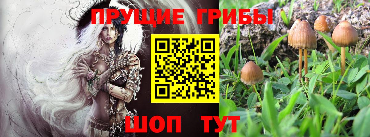 Псилоцибиновые грибы Cubensis Ковров